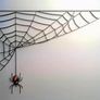 Spooky Spider & Web Halloween Decor Image 2