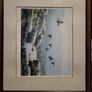 Julian Friers Grouse Wildlife Print Image 7