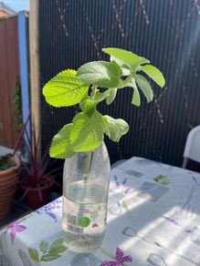plant