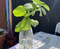 plant