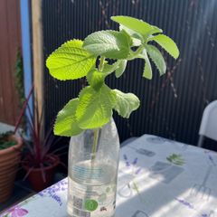 plant