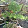 Japanese larch bonsai start material Image 4