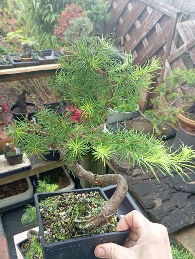 Japanese larch bonsai start material