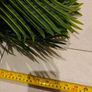 Palm Tree Image 4