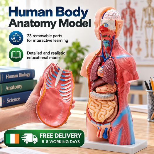 Human Body Anatomy Model 23 Parts  45.5 cm Educational Torso with Removable Organs