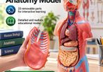 Human Body Anatomy Model 23 Parts  45.5 cm Educational Torso with Removable Organs