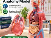 Human Body Anatomy Model 23 Parts  45.5 cm Educational Torso with Removable Organs