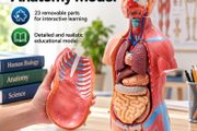 Human Body Anatomy Model 23 Parts  45.5 cm Educational Torso with Removable Organs
