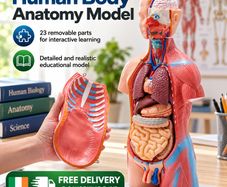 Human Body Anatomy Model 23 Parts  45.5 cm Educational Torso with Removable Organs