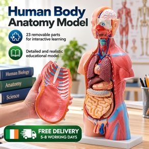 Human Body Anatomy Model 23 Parts  45.5 cm Educational Torso with Removable Organs