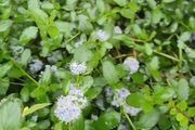 Creeping blue blossom Shrub, EvergreenFamily: Rhamnaceae plant