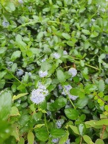 Creeping blue blossomShrub, EvergreenFamily: Rhamnaceae plant