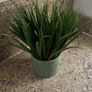 Home decor Carolyn Donnelly articula plant Image 2