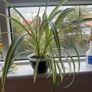 plant Image 2