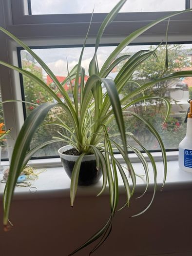 plant