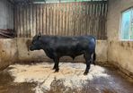 AA bull