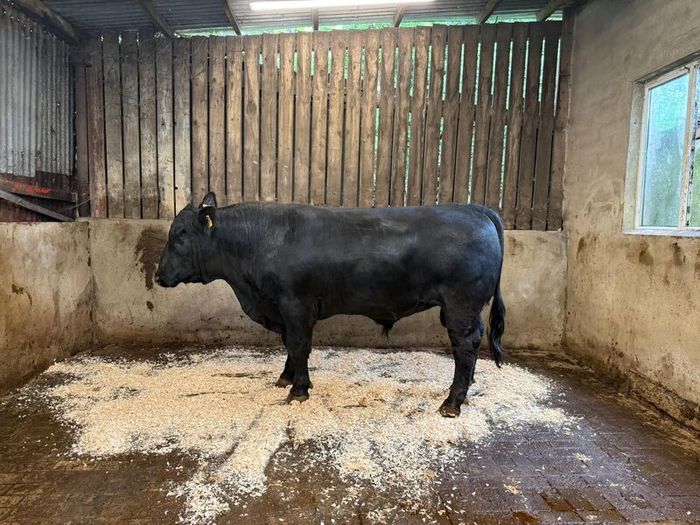 AA bull