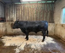 AA bull