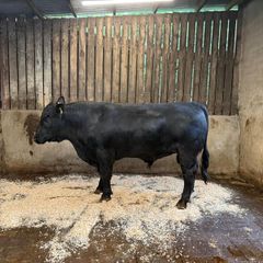 AA bull