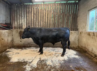 AA bull