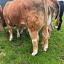 Limousine bull Image 4