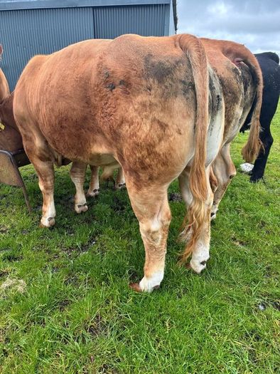 Limousine bull