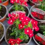 Summer Bedding Flowers, Trailing Plants Image 10