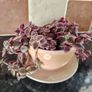 Crassula marginalis rubra variegata - House Plant Image 5
