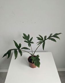 Alocasia Pink Passion Plant