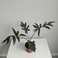 Alocasia Pink Passion Plant