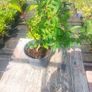 plants Image 5