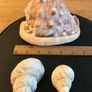Three Vintage Sea Shells Image 6