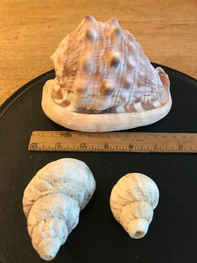 Three Vintage Sea Shells