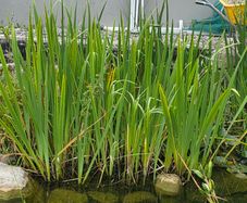 pond plants