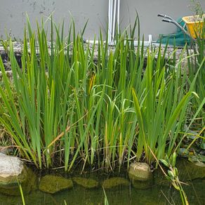 pond plants