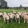 Texel ram lambs Image 3