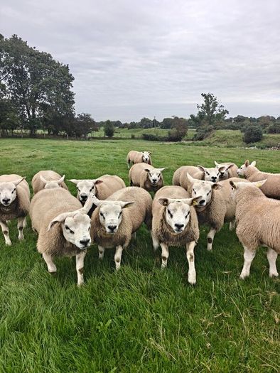 Texel ram lambs
