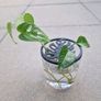 3 Plant Propagation Lids Custom Size Colour New Image 5