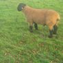 Pedigree registered suffolk ram lambs Image 3