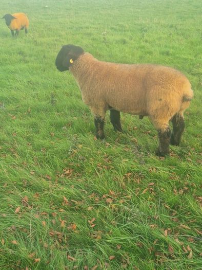Pedigree registered suffolk ram lambs
