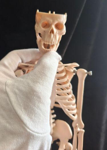 mini human anatomical skeleton model
