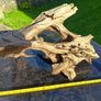 Malaysian bogwood Image 2