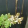 Cutleaf thornless blackberry plant Image 6