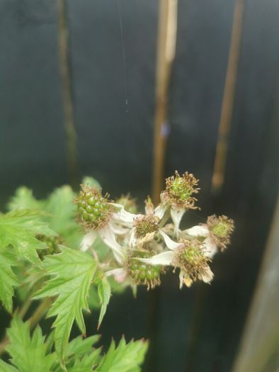 Cutleaf thornless blackberry plant