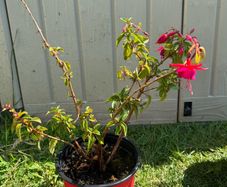 plant