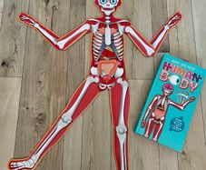 Make your own human body model Puzzle and book
