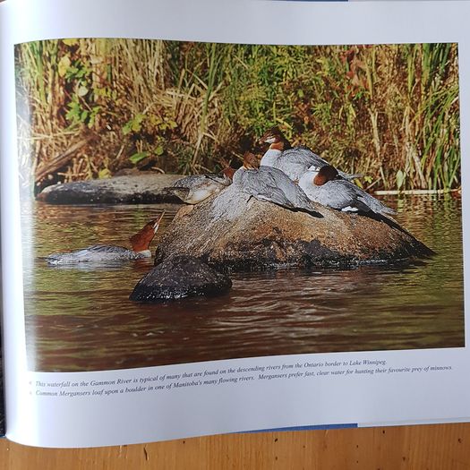 Photographic Book. Manitoba Seasons  In Beauty. Signed By The Author Robert R. Taylor. By R