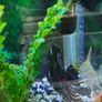 tropical fish with tank Image 4