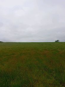 Grass/Sliage