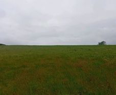 Grass/Sliage